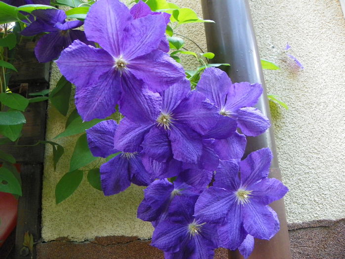 Jackmanii - Clematite 2016