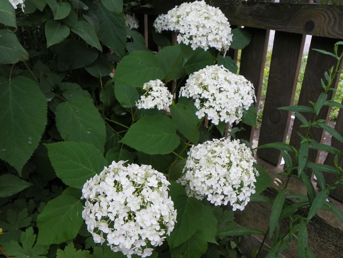 hydrangea arb. Annabelle - Copacei si arbusti 2016