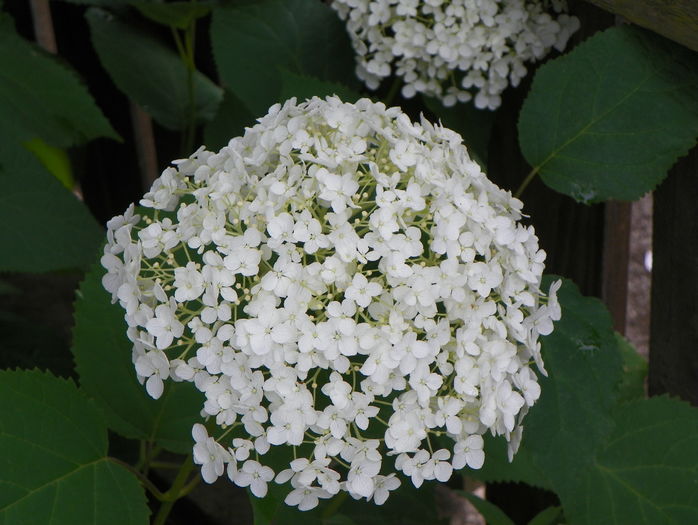 hydrangea arb. Annabelle - Copacei si arbusti 2016