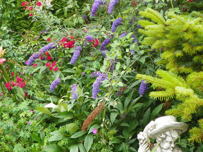 buddleja Empire Blue - Copacei si arbusti 2016
