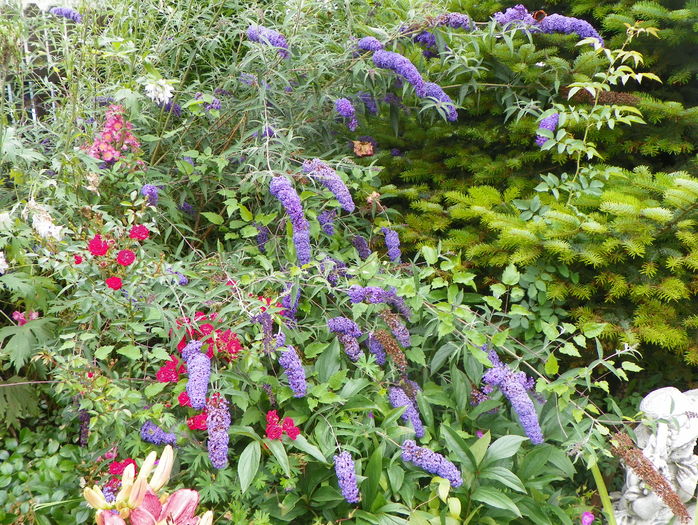 buddleja Empire Blue - Copacei si arbusti 2016