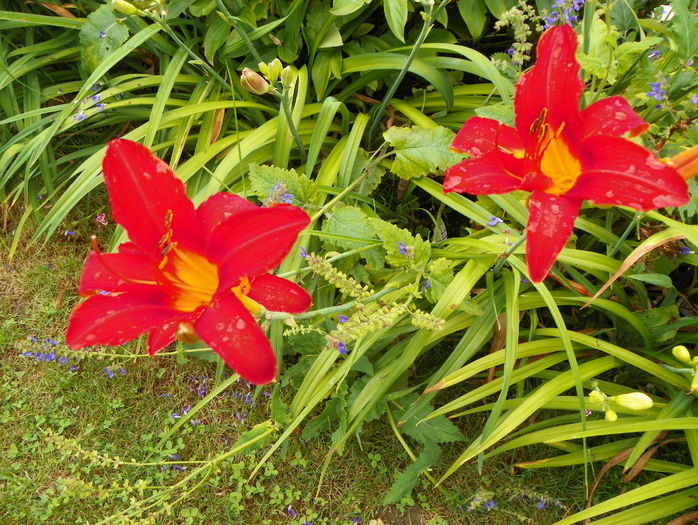 Red Magic
