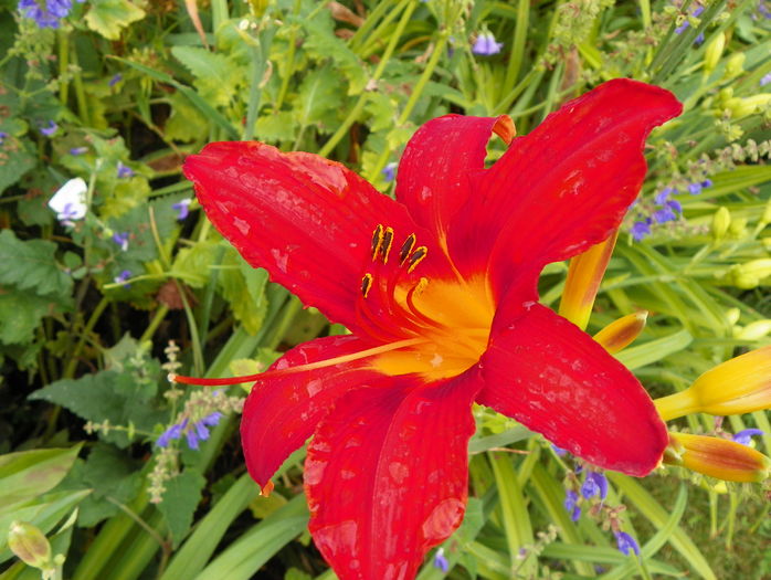 Red Magic - Hemerocallis 2016