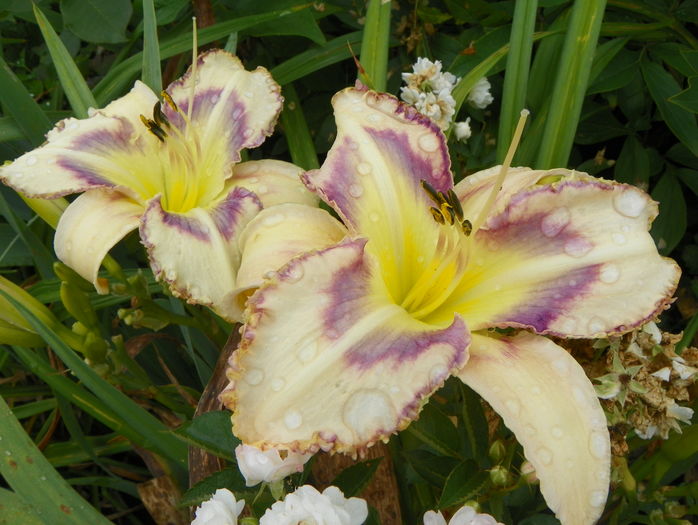 Destined to see - Hemerocallis 2016