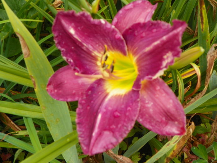 5 iul (72) - Hemerocallis 2016