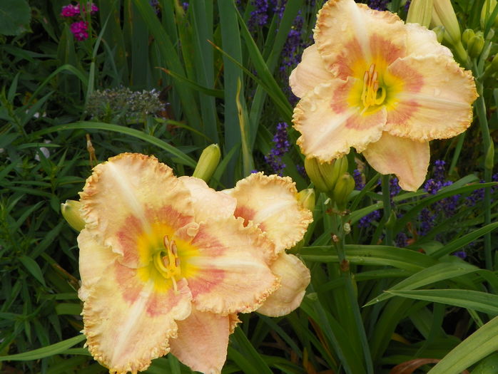 5 iul (77) - Hemerocallis 2016