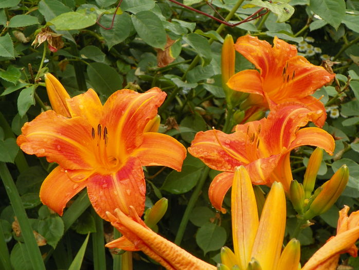 5 iul (80) - Hemerocallis 2016
