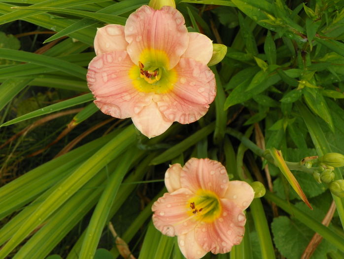 Pink Puff - Hemerocallis 2016