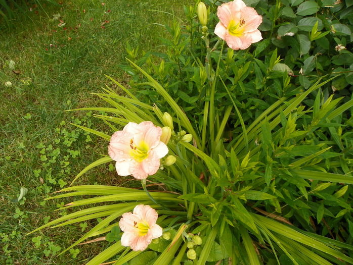 Pink Puff