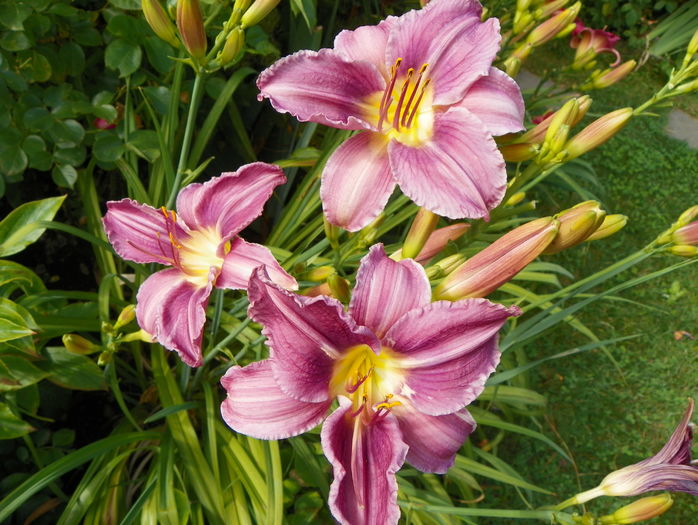 5 iul (115) - Hemerocallis 2016
