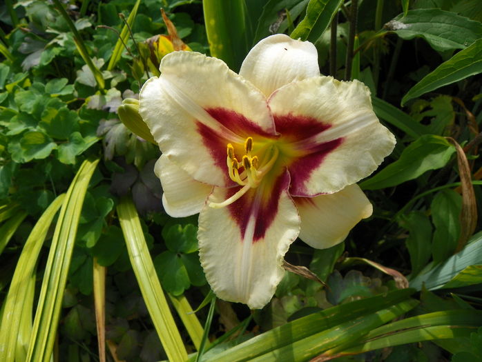 5 iul (117) - Hemerocallis 2016