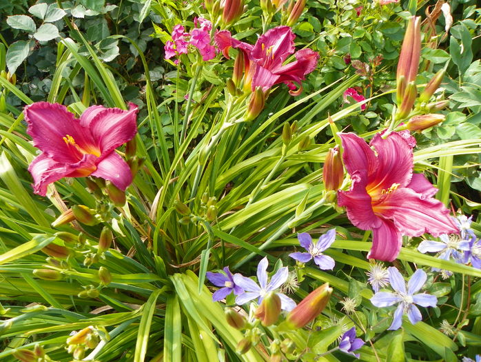 5 iul (119) - Hemerocallis 2016