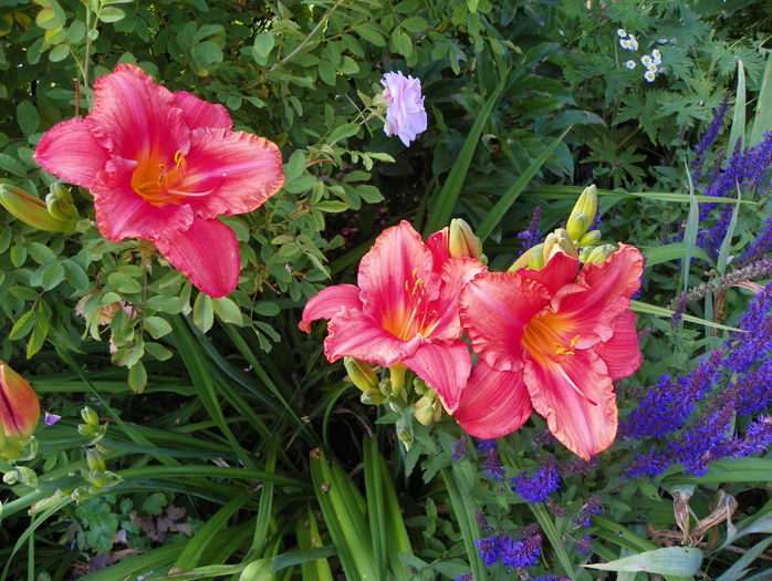 South Seas - Hemerocallis 2016