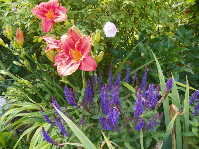 South Seas - Hemerocallis 2016