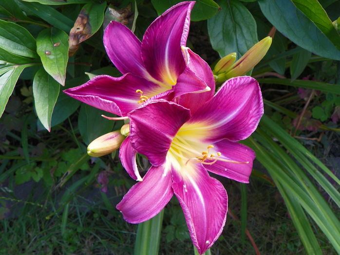 5 iul (128) - Hemerocallis 2016