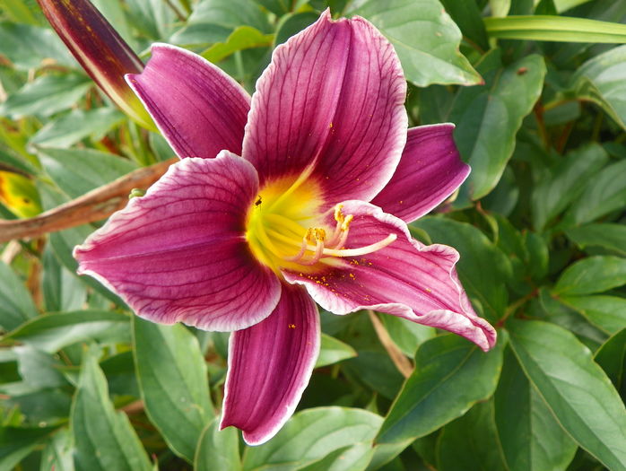 Little Missy - Hemerocallis 2016