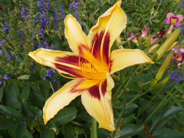 Bonanza - Hemerocallis 2016