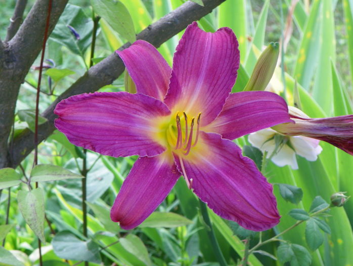 Summer Wine - Hemerocallis 2016