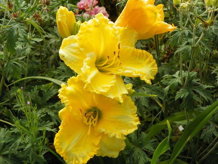 Hello Sunshine - Hemerocallis 2016