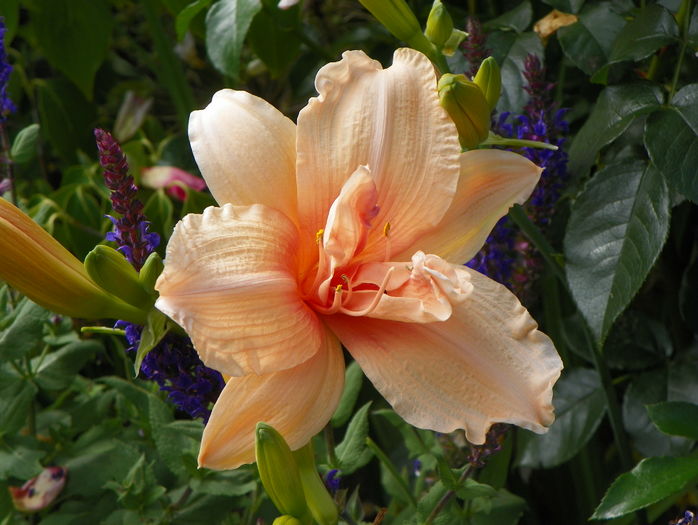 5 iul (140) - Hemerocallis 2016