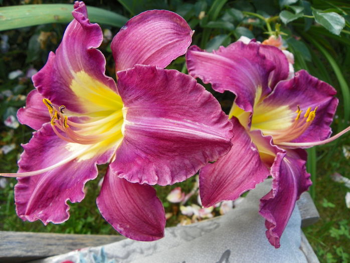 5 iul (141) - Hemerocallis 2016