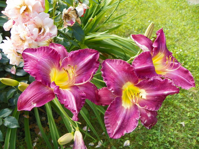 5 iul (142) - Hemerocallis 2016