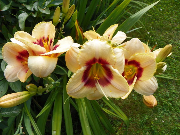 5 iul (143) - Hemerocallis 2016