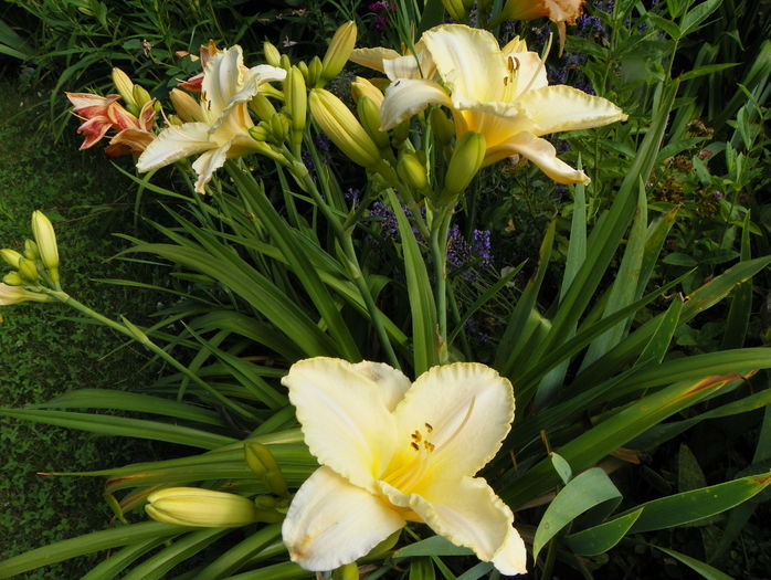 5 iul (146) - Hemerocallis 2016