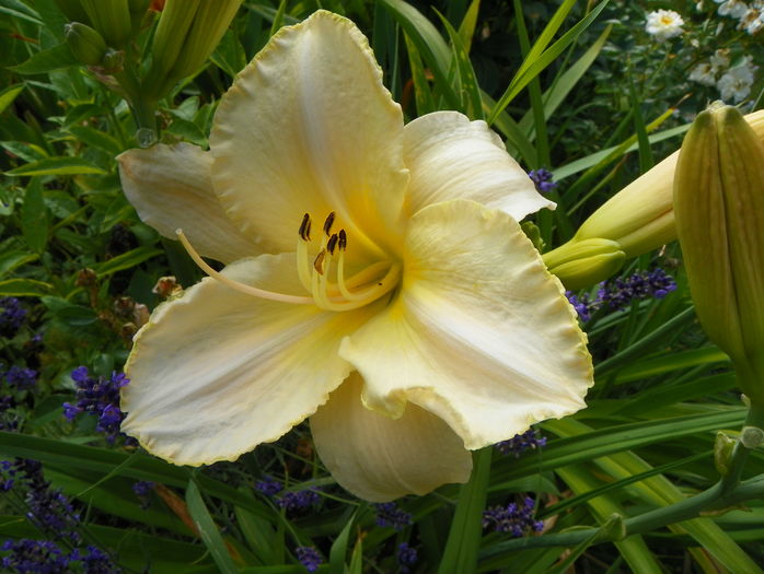 5 iul (148) - Hemerocallis 2016