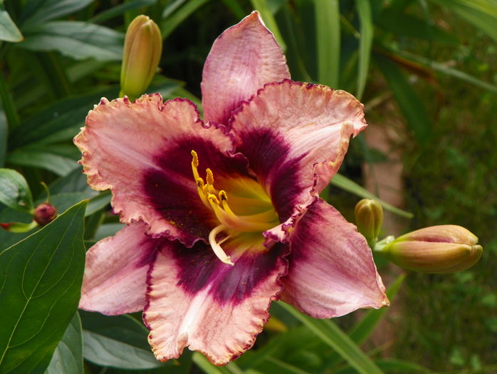 Daring Dilemma - Hemerocallis 2016