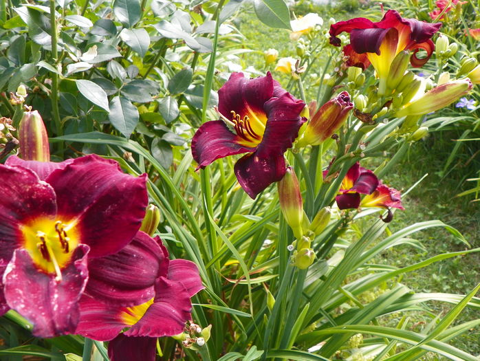 5 iul (154) - Hemerocallis 2016