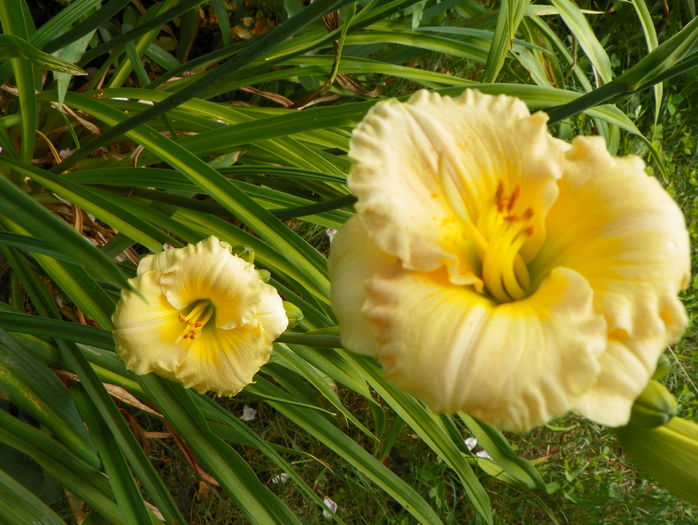 Brookwood Wow - Hemerocallis 2016