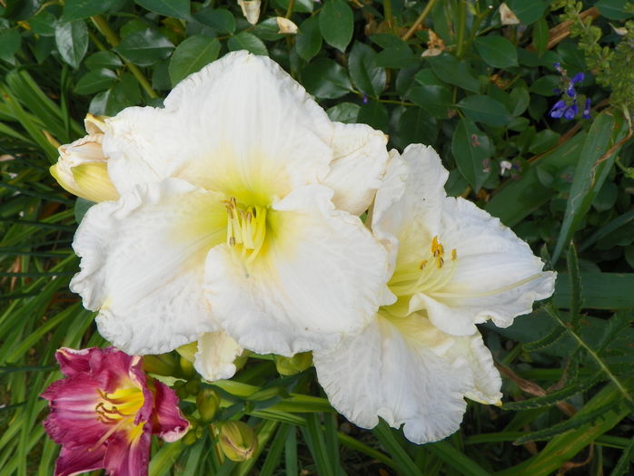 5 iul (158) - Hemerocallis 2016