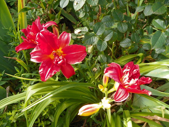 Double Firecracker - Hemerocallis 2016