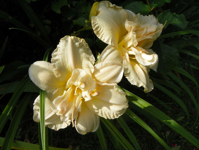 Schnickel Fritz - Hemerocallis 2016