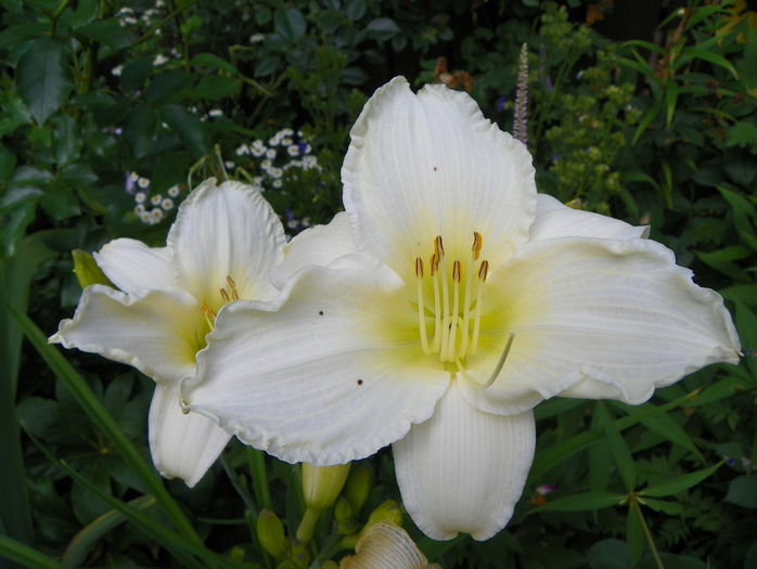 Heidi Edelweiss - Hemerocallis 2016