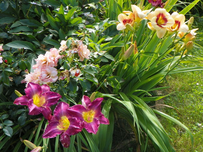 5 iul (175) - Hemerocallis 2016