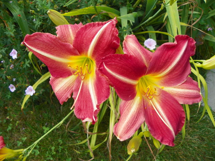 Apres moi - Hemerocallis 2016