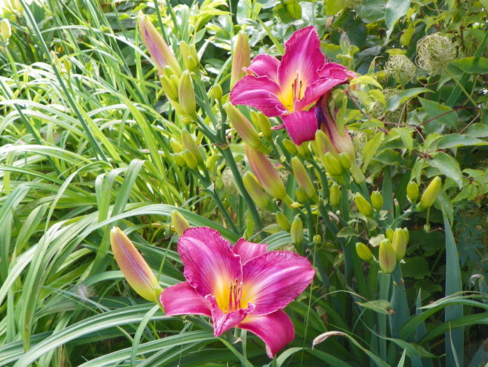 5 iul (179) - Hemerocallis 2016