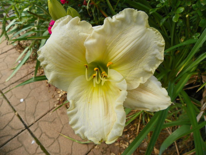 Bitsy - Hemerocallis 2016