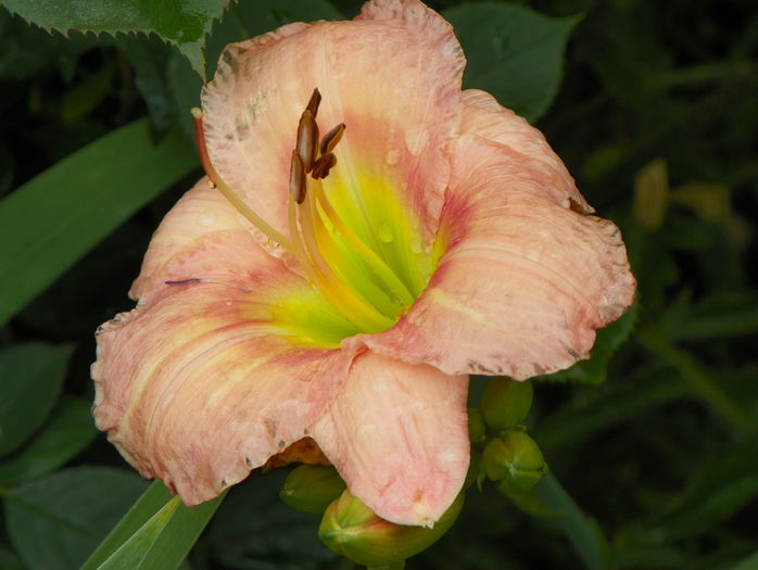 Chorus Line - Hemerocallis 2016