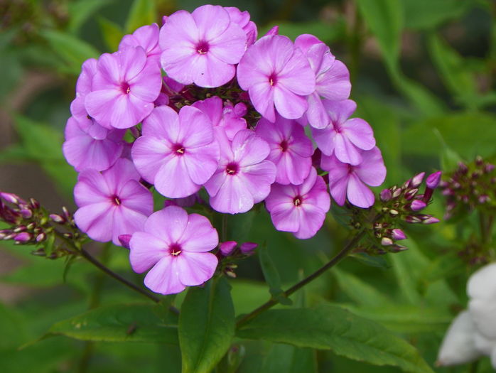 phlox de la mama