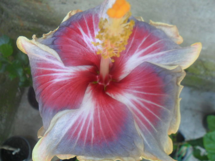 a 3 floare - trademark