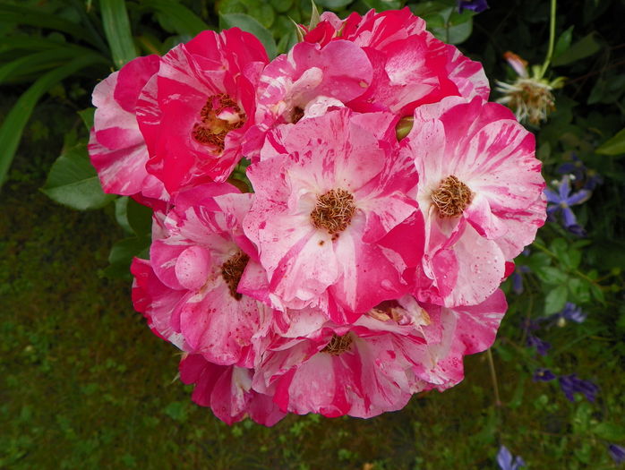 Mind Games - Trandafiri 2016 - 3