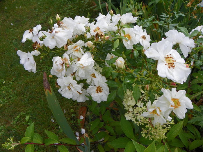 Innocencia - Trandafiri 2016 - 3