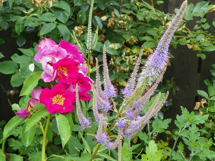 Weg der Sinne - Trandafiri 2016 - 3