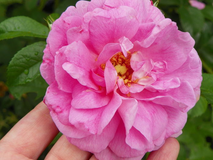 Cape Diamond - Trandafiri 2016 - 3