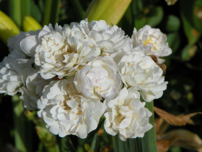 Anne-Marie de Montravel - Trandafiri 2016 - 3