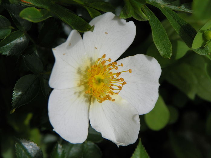 Sonnenroschen - Trandafiri 2016 - 3