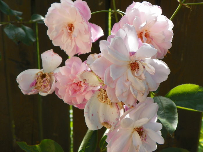 Mortimer Sackler - Trandafiri 2016 - 3